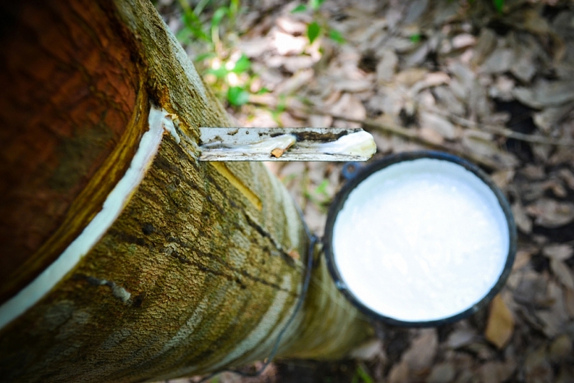 Giá cao su hôm nay 16/7: Sàn Nhật Bản tăng nhẹ