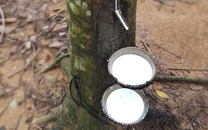 Giá cao su hôm nay 17/7: Sàn giao dịch châu Á giữ đà tăng nhẹ