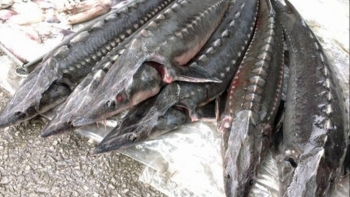 Lập đoàn kiểm tra liên ngành hoạt động nhập khẩu cá tầm