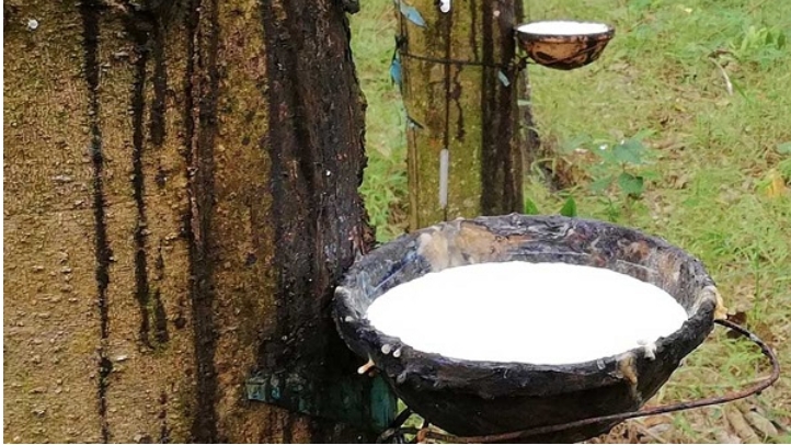 Giá cao su hôm nay 18/7: Giữ xu hướng tăng