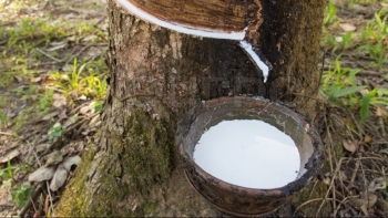 Giá cao su hôm nay 19/7: Tiếp đà tăng