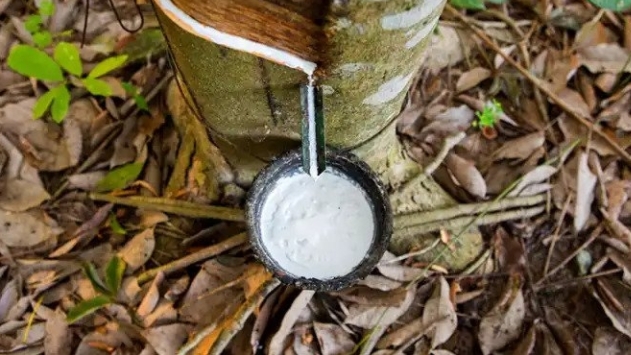 Giá cao su hôm nay 20/7: Phủ sắc đỏ