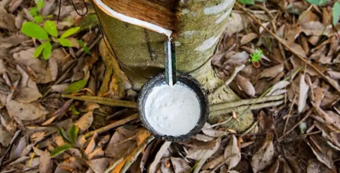 Giá cao su hôm nay 20/7: Phủ sắc đỏ