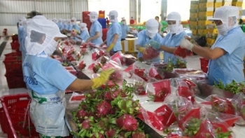 Cánh cửa tiếp cận thị trường Anh cho doanh nghiệp xuất khẩu nông sản Việt