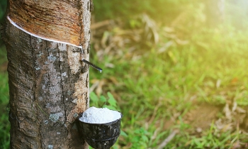 Giá cao su hôm nay 22/7: Nhật Bản tăng nhẹ