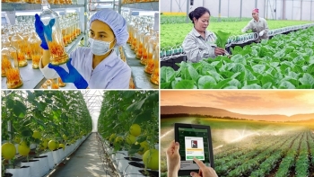 Phấn đấu đến năm 2025, cả nước có khoảng 134.000 tổ hợp tác