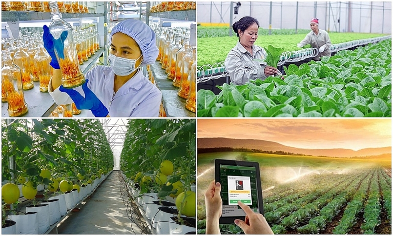 Phấn đấu đến năm 2025, cả nước có khoảng 134.000 tổ hợp tác