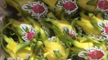 Thanh long Việt Nam ngày càng được ưu chuộng tại Úc