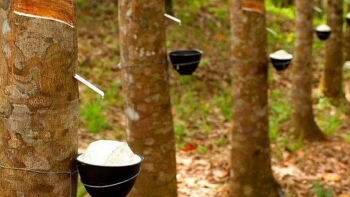 Giá cao su hôm nay 25/7: Giá cao su tại Nhật Bản phục hồi