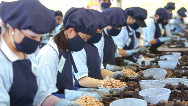 Xuất khẩu hạt điều 6 tháng đầu năm 2021 tăng 21,8% so với cùng kỳ