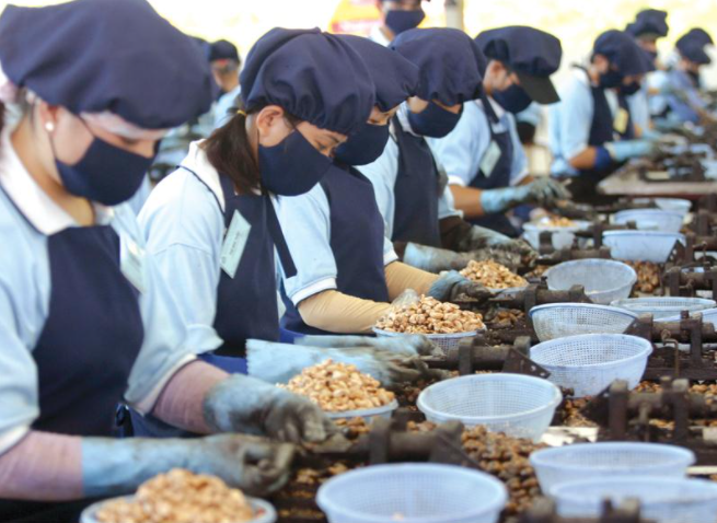 Xuất khẩu hạt điều 6 tháng đầu năm 2021 tăng 21,8% so với cùng kỳ