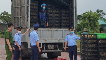 Quảng Ninh: Tiêu hủy 52.000 con gia cầm giống không rõ nguồn gốc, xuất xứ
