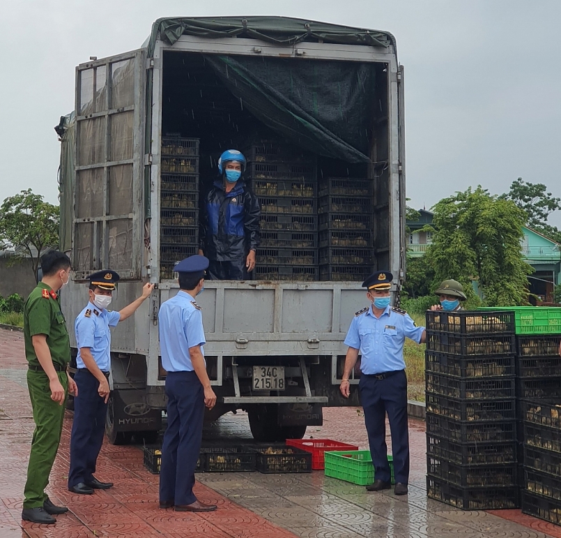 Lực lượng chức năng thu giữ 52.000 con gia cầm giống không rõ nguồn gốc xuất xứ