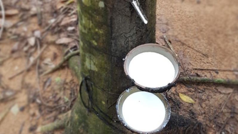 Giá cao su hôm nay 28/7: Trái chiều giữa hai sàn giao dịch