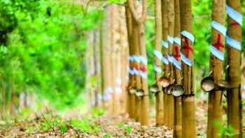 Giá cao su hôm nay 30/7: Sàn Trung Quốc sắc xanh trở lại