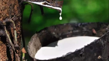 Giá cao su hôm nay 31/7: Giữ đà tăng tại sàn giao dịch châu Á