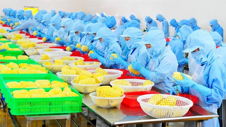 Kim ngạch xuất khẩu rau quả giảm trên 16%