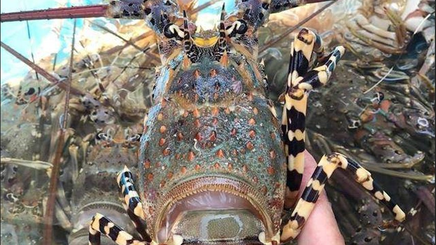 Xuất khẩu tôm hùm sang Trung Quốc tăng 29 lần