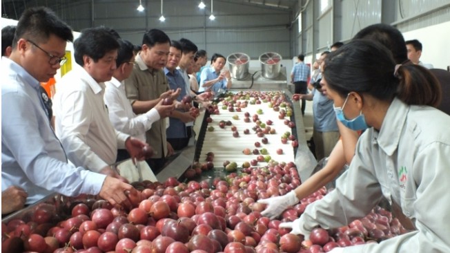 Chanh leo được xuất khẩu thí điểm sang Trung Quốc