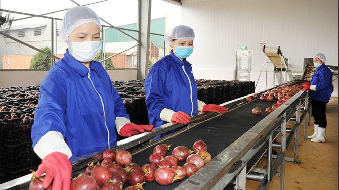 Chanh leo Việt Nam được xuất khẩu thí điểm sang Trung Quốc