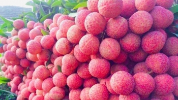 Vải thiều Việt Nam được bán với giá 600.000 đồng kg tại Australia