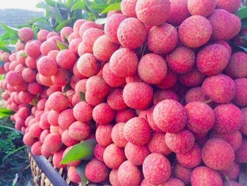 Vải thiều Việt Nam được bán với giá 600.000 đồng kg tại Australia