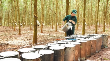 Công ty Algeria tìm nhà cung cấp cao su tự nhiên