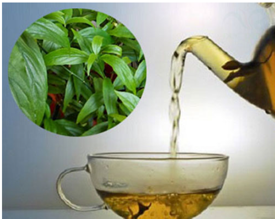 Những công dụng tuyệt vời của cây xương khỉ trong y học