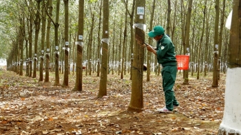 Giá cao su hôm nay 1/8: Khởi sắc nhờ kỳ vọng nền kinh tế Mỹ phục hồi