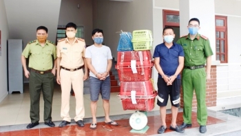 Nghệ An: Bắt giữ 2 đối tượng vận chuyển 7 cá thể hổ còn sống