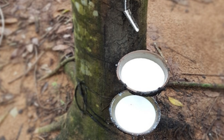 Giá cao su hôm nay 3/8: Thị trường Trung Quốc tăng trở lại