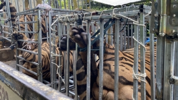 Nghệ An: “Đột kích” cơ sở nuôi nhốt 17 cá thể hổ trái phép