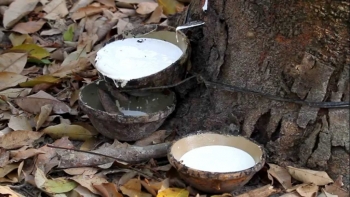 Giá cao su hôm nay 5/8: Sàn Trung Quốc tăng trở lại