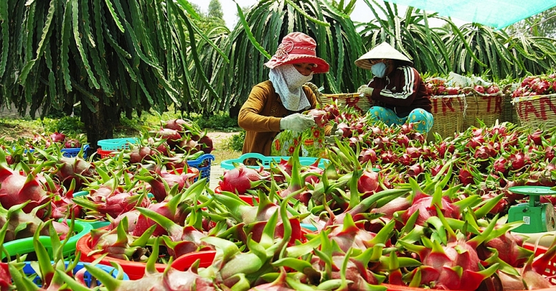 Kết nối tiêu thụ, xúc tiến xuất khẩu nông sản, thủy sản khu vực Nam Bộ và Tây Nguyên 2021