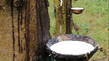 Giá cao su hôm nay 8/8: Sàn Trung Quốc đi lên