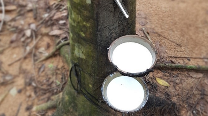 Giá cao su hôm nay 9/8: Chưa xuất hiện biến động