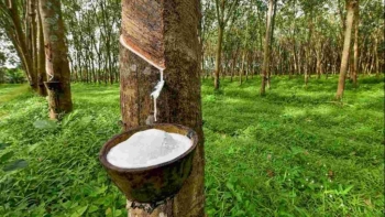 Giá cao su hôm nay 10/8: Giữ xu hướng tăng