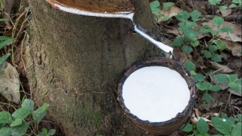 Giá cao su hôm nay 11/8: Thị trường Nhật Bản vẫn giữ đà tăng