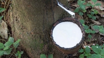 Giá cao su hôm nay 14/8: Tiếp tục sụt giảm