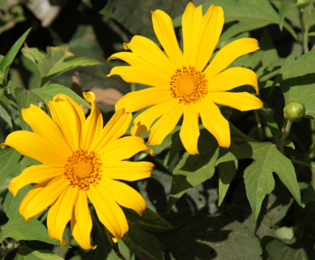 Review du lịch Điện Biên: Chiêm ngưỡng những mùa hoa đẹp ngỡ ngàng