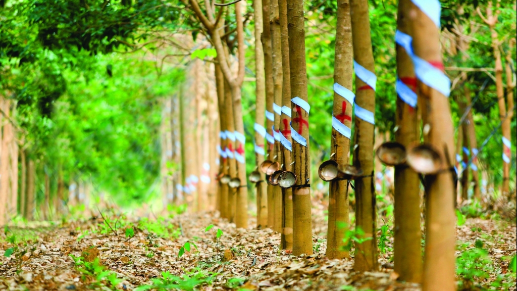 Giá cao su hôm nay 15/8: Điểm sáng ngành cao su Việt Nam