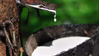 Giá cao su hôm nay 17/8: Sàn giao dịch Nhật Bản tăng nhẹ