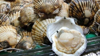 Sẵn nguyên liệu trong nước, xuất khẩu nhuyễn thể sang EU tăng trưởng tốt