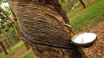 Giá cao su hôm nay 19/8: Sàn giao dịch châu Á giữ đà đi lên