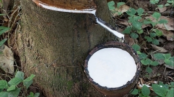 Giá cao su hôm nay 20/8: Sàn châu Á lại phủ sắc đỏ