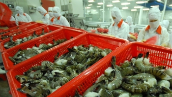 Dịch COVID-19 sẽ kéo xuất khẩu tôm trong quý III chậm lại