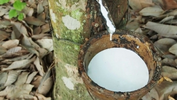 Giá cao su hôm nay 23/8 sàn châu Á vẫn phủ sắc đỏ