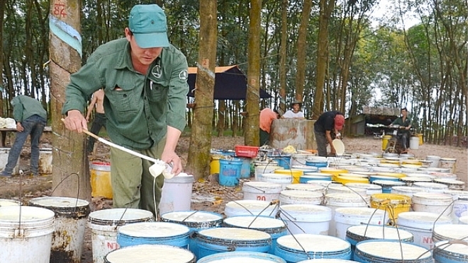 Việt Nam là thị trường cung cấp cao su tự nhiên lớn thứ 4 cho Hoa Kỳ