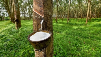 Giá cao su hôm nay 24/8: Sắc xanh trở lại