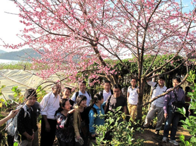 Hoa anh đào Nhật Bản nở rộ giữa lòng hồ Pa Khoang